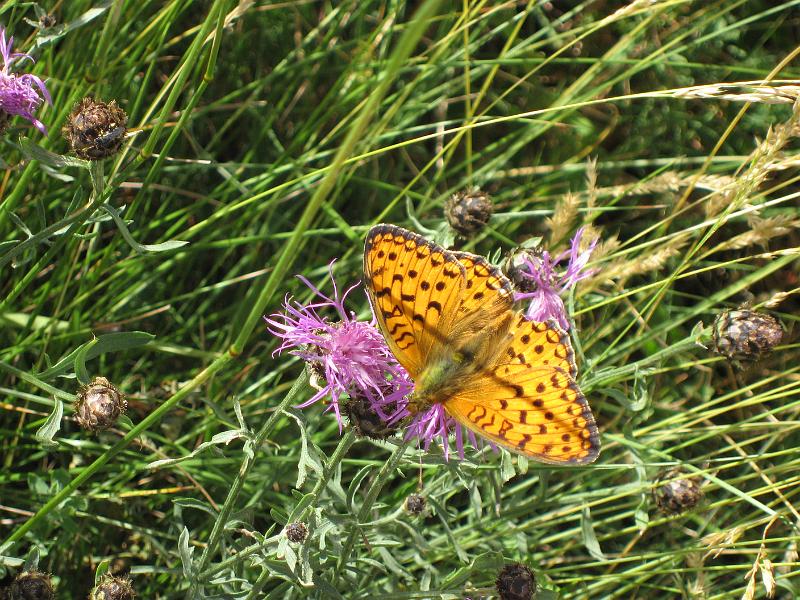 Local wildlife - Local wildlife